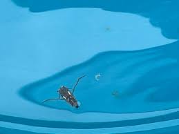 W.A. Pool critters - insect friend or foe?